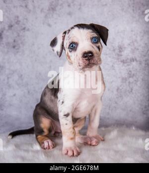 Louisiana Catahoula Leopard Dog Welpe sitzt auf grau Stockfoto