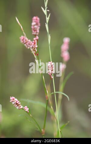 Mariendaumen / Rotschenkelpflanze, die am Ufer wächst / Persicaria maculosa Stockfoto
