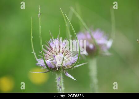 Die stacheligen Sämlinge von Wild Teasels / Dipsacus fullonum sind ein bezaubernder Anblick, entweder auf dem Feld und auf den Wiesen oder in einem heimischen Wildpark Stockfoto