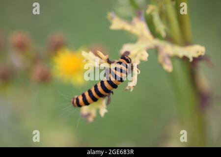 Wissenschaftslebenszyklen (Metamorphose) Orange und schwarz gestreifte Cinnabarmotten-Raupe / Tyria jacobaeae Stockfoto