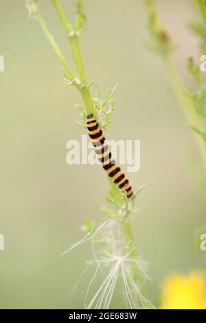 Wissenschaftslebenszyklen (Metamorphose) Orange und schwarz gestreifte Cinnabarmotten-Raupe / Tyria jacobaeae Stockfoto