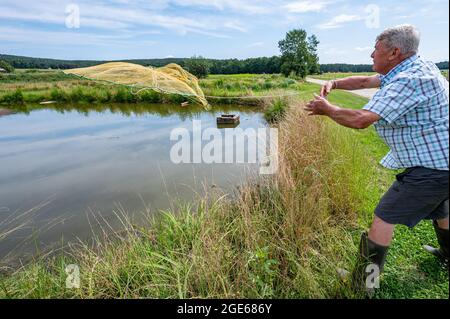 PRODUKTION - 27. Juli 2021, Bayern, Schwarzenfeld: Johann Schießl, Fischmeister, wirft ein Fischernetz in einen Karpfenteich. (Zur dpa 'Sommerserie 'Immaterielles Kulturerbe in Bayern' - Oberpfälzer Karpfenteichbau') Foto: Armin Weigel/dpa Stockfoto