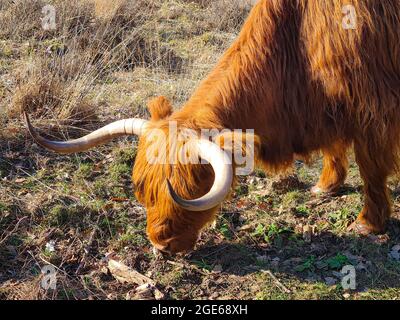 Grasen im Medow Stockfoto