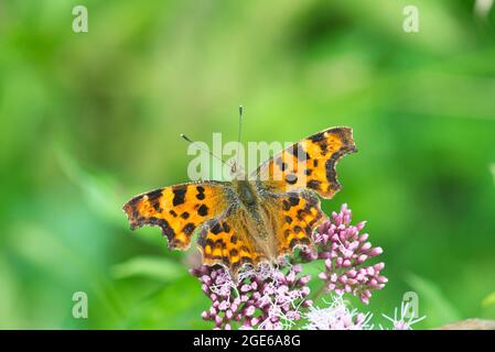 Komma-Schmetterling (Polygonia c-Album) auf Hanf-Agrimony-Blume Stockfoto