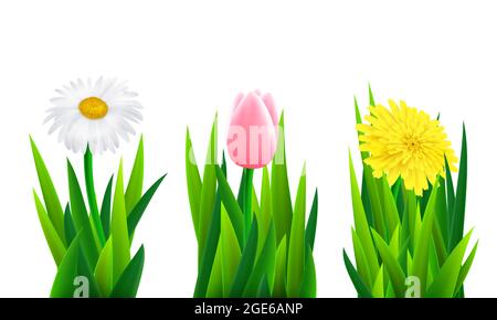Set von Blumen mit Gras, Vektor-Illustration Stock Vektor