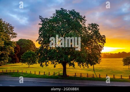 Eine große Pferdekastanie. Aesculus hippocastanum Hipponcastanceaef im Morgengrauen mit der aufgehenden Sonne im Abington Park, Northampton, England, Stockfoto