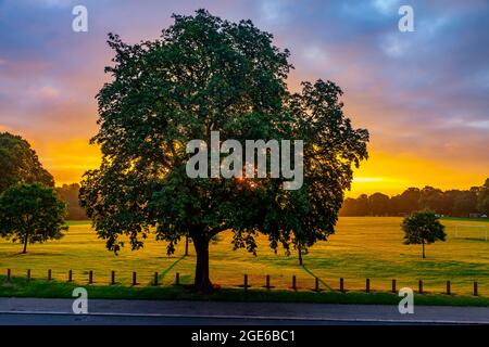 Eine große Pferdekastanie. Aesculus hippocastanum Hipponcastanceaef im Morgengrauen mit der aufgehenden Sonne im Abington Park, Northampton, England, Stockfoto