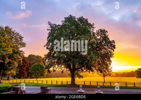 Eine große Pferdekastanie. Aesculus hippocastanum Hipponcastanceaef im Morgengrauen mit der aufgehenden Sonne im Abington Park, Northampton, England, Stockfoto