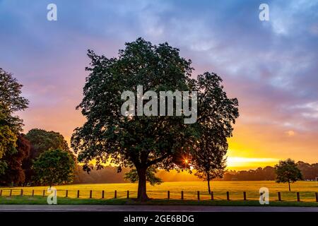 Eine große Pferdekastanie. Aesculus hippocastanum Hipponcastanceaef im Morgengrauen mit der aufgehenden Sonne im Abington Park, Northampton, England, Stockfoto