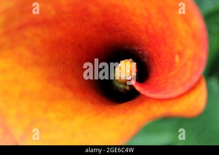 Leuchtend orangefarbene Lilie blüht in voller Blüte und wächst in der hellen Sommersonne. Stockfoto