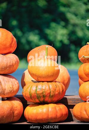 Eine Gruppe von übereinander gestapelten Kürbissen, die auf einem Holzbrett angeordnet sind. Leuchtend orange Farben von reifen Gemüse. Halloween-Feier, Stockfoto