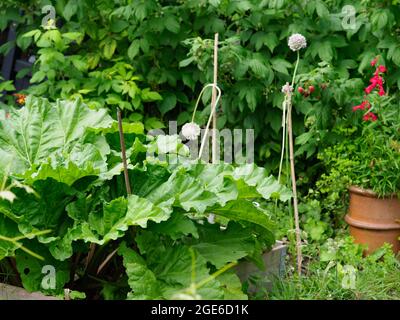 Nahaufnahme einer großen und gesunden Rhabarberpflanze auf dem kleinen Gemüsegarten Stockfoto