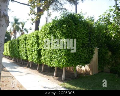 Beverly Hills, Kalifornien, USA 13. August 2021 EINE allgemeine Sicht auf die Atmosphäre von Vincente Minnellis früherem Haus am 812 N. Crescent Drive am 13. August 2021 in Beverly Hills, Kalifornien, USA. Foto von Barry King/Alamy Stockfoto Stockfoto