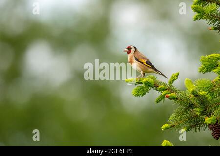 Niederlande, Delden. Goldfink (Carduelis carduelis). Stockfoto