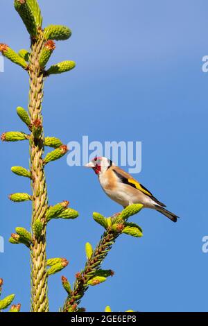 Niederlande, Delden. Goldfink (Carduelis carduelis). Stockfoto