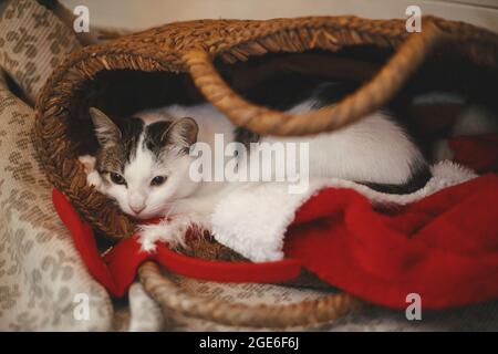 Entzückende Katze schläft im rustikalen Strohkorb mit weihnachtsmütze. Niedliches Kätzchen, das sich in einem modern eingerichteten festlichen Raum entspannen kann. Frohe weihnachten! Haustier und Winter ho Stockfoto