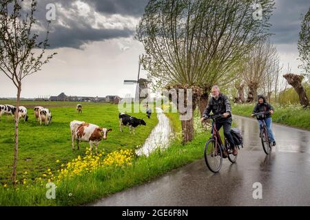 Die Niederlande, Nigtevecht. Seniorenpaar beim Radfahren im Regen. Kühe. Windmühle. Stockfoto