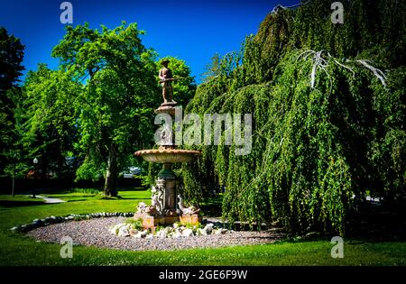 Soldiers’ Memorial Fountain wurde 1903 zum Gedenken an den Dienst kanadischer Soldaten im südafrikanischen Krieg und an die weinende europäische Buche errichtet Stockfoto