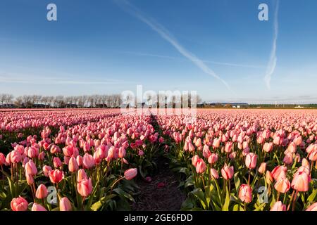 Tulpenfeld im Frühling, Hillegom, Niederlande Stockfoto