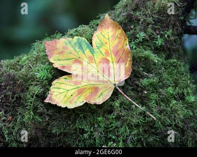 Platanen-Blatt (Acer pseudoplatanus) auf einem Mossy-Baumstumpf im frühen Herbst, Großbritannien Stockfoto