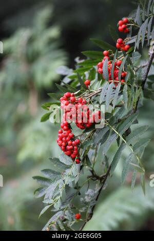 Rowan Tree (Sorbus Aucuparia) Beeren im Spätsommer, England, Großbritannien Stockfoto