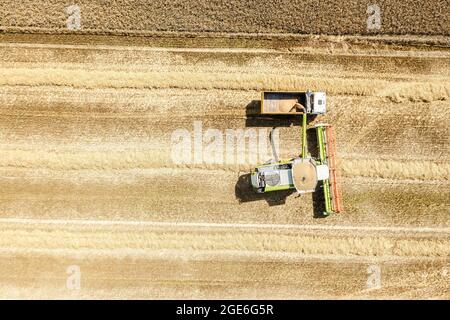 Laden von reifem Getreide von Mähdrescher in Getreide LKW im Feld. Ernte Weizen an einem sonnigen Tag. Luftaufnahme von oben Stockfoto