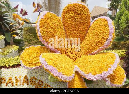 Gelbe und rosa Blüten, die zu riesigen Blütenblättern arrangiert wurden, die auf dem Blumenfest in Baguio, Philippinen, ausgestellt wurden. Foto aufgenommen am 1. März 2015. Stockfoto