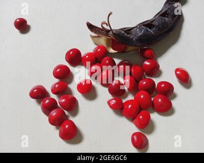 Hellrote Saga-Samen/Acacia-Bohnen Stockfoto