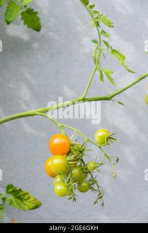 Solanum lycopersicum, in einem Garten wachsende, unreife, grüne Tomatenpflanzen Stockfoto