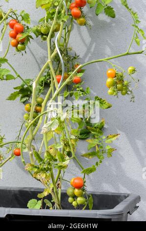 Solanum lycopersicum, in einem Garten wachsende, unreife, grüne Tomatenpflanzen Stockfoto