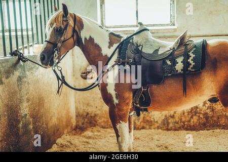 Gesattelte braune Pferd in Ställen. Stockfoto