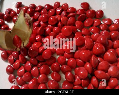 Hellrote Saga-Samen/Acacia-Bohnen Stockfoto