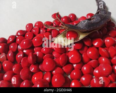 Hellrote Saga-Samen/Acacia-Bohnen Stockfoto