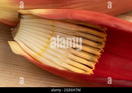 Kleine Bananen in einer frischen rohen tropischen Bananenblüte aus nächster Nähe Stockfoto