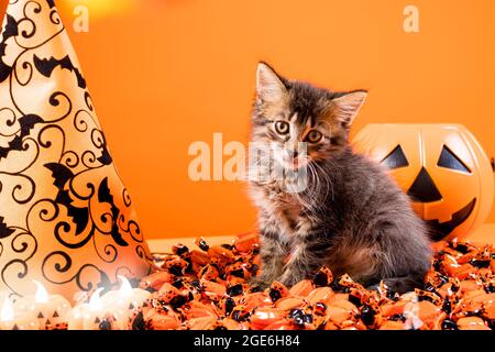 Ein charmantes Kätzchen bereitet sich auf Halloween vor. Schöne Karte mit Platz für Text in orange. Stockfoto