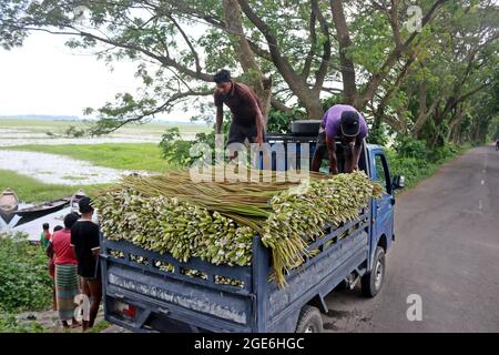 Dhaka, Bangladesch. August 2021. DHAKA, BANGLADESCH, AUGUST 16: Bauern transportieren Seerosen, die während der Covid-19-Pandemie am Fluss gesammelt wurden, um sie auf den lokalen Märkten zu verkaufen. Die Seerose ist die Nationalblume von Bangladesch, die Wirtschaft der Bauern basiert auf der Produktionsmenge der Seerose, der Anbau dieser Blume erfolgt 5 Monate im Jahr, Das ist die Zeit, die sie haben, um die größte Anzahl von Lilien zu sammeln, um sie zum Verkauf zu bringen. Am 16. August 2021 in Dhaka, Bangladesch. (Foto von Eyepix/Sipa USA) Quelle: SIPA USA/Alamy Live News Stockfoto