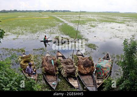 Dhaka, Bangladesch. August 2021. DHAKA, BANGLADESCH, AUGUST 16: Ein Landwirt sammelt am Munshiganj-Fluss Seerosen, um sie auf den lokalen Märkten inmitten der Covid-19-Pandemie zu verkaufen. Die Seerose ist die Nationalblume von Bangladesch, die Wirtschaft der Bauern basiert auf der Produktionsmenge der Seerose, der Anbau dieser Blume erfolgt 5 Monate im Jahr, Das ist die Zeit, die sie haben, um die größte Anzahl von Lilien zu sammeln, um sie zum Verkauf zu bringen. Am 16. August 2021 in Dhaka, Bangladesch. (Foto von Eyepix/Sipa USA) Quelle: SIPA USA/Alamy Live News Stockfoto