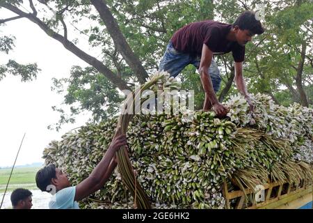 Dhaka, Bangladesch. August 2021. DHAKA, BANGLADESCH, AUGUST 16: Bauern transportieren Seerosen, die während der Covid-19-Pandemie am Fluss gesammelt wurden, um sie auf den lokalen Märkten zu verkaufen. Die Seerose ist die Nationalblume von Bangladesch, die Wirtschaft der Bauern basiert auf der Produktionsmenge der Seerose, der Anbau dieser Blume erfolgt 5 Monate im Jahr, Das ist die Zeit, die sie haben, um die größte Anzahl von Lilien zu sammeln, um sie zum Verkauf zu bringen. Am 16. August 2021 in Dhaka, Bangladesch. (Foto von Eyepix/Sipa USA) Quelle: SIPA USA/Alamy Live News Stockfoto