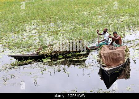 Dhaka, Bangladesch. August 2021. DHAKA, BANGLADESCH, AUGUST 16: Ein Landwirt sammelt am Munshiganj-Fluss Seerosen, um sie auf den lokalen Märkten inmitten der Covid-19-Pandemie zu verkaufen. Die Seerose ist die Nationalblume von Bangladesch, die Wirtschaft der Bauern basiert auf der Produktionsmenge der Seerose, der Anbau dieser Blume erfolgt 5 Monate im Jahr, Das ist die Zeit, die sie haben, um die größte Anzahl von Lilien zu sammeln, um sie zum Verkauf zu bringen. Am 16. August 2021 in Dhaka, Bangladesch. (Foto von Eyepix/Sipa USA) Quelle: SIPA USA/Alamy Live News Stockfoto