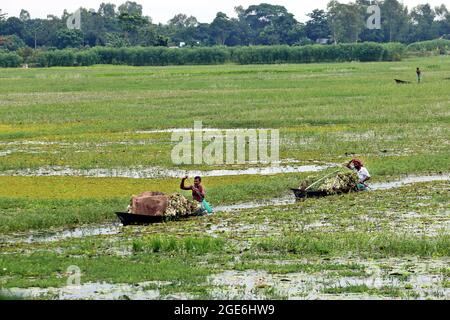 Dhaka, Bangladesch. August 2021. DHAKA, BANGLADESCH, AUGUST 16: Ein Landwirt sammelt am Munshiganj-Fluss Seerosen, um sie auf den lokalen Märkten inmitten der Covid-19-Pandemie zu verkaufen. Die Seerose ist die Nationalblume von Bangladesch, die Wirtschaft der Bauern basiert auf der Produktionsmenge der Seerose, der Anbau dieser Blume erfolgt 5 Monate im Jahr, Das ist die Zeit, die sie haben, um die größte Anzahl von Lilien zu sammeln, um sie zum Verkauf zu bringen. Am 16. August 2021 in Dhaka, Bangladesch. (Foto von Eyepix/Sipa USA) Quelle: SIPA USA/Alamy Live News Stockfoto