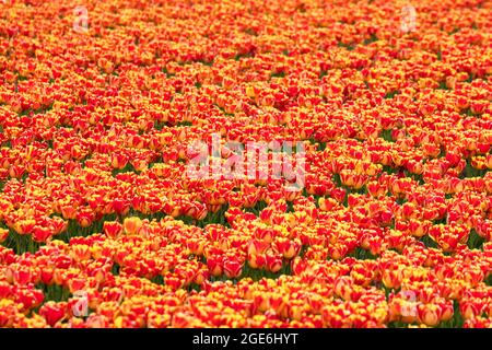 Niederlande, Noordwijkerhout, Tulpen, Tulpenfelder. Stockfoto