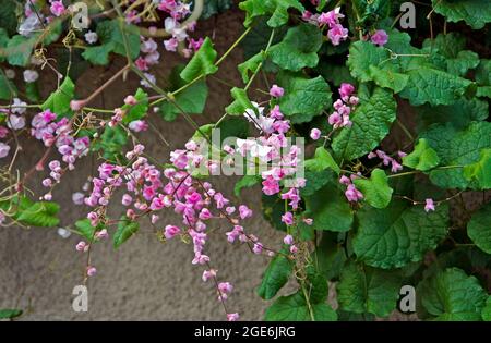 Pinky Coral Vine Flowers (Antigonon leptopus), Diamantina, Brasilien Stockfoto