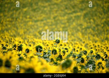 Die Sonnenblumen wachsen stark auf diesem Foto, das während des Sommers in Frankreich aufgenommen wurde Stockfoto