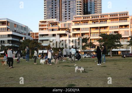 Sydney, Australien. August 2021. Die Menschen trainieren ihre Hunde im Rhodes Foreshore Park, Rhodos während der Sperre. Kredit: Richard Milnes/Alamy Live Nachrichten Stockfoto