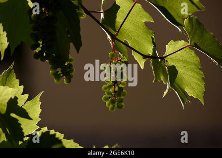 Die strahlende Sonne macht die Blätter der Rebe auf diesem Foto, das in der Champagne in Frankreich aufgenommen wurde, fast transparent Stockfoto