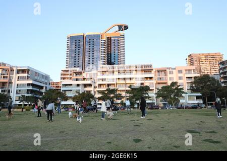 Sydney, Australien. August 2021. Die Menschen trainieren ihre Hunde im Rhodes Foreshore Park, Rhodos während der Sperre. Kredit: Richard Milnes/Alamy Live Nachrichten Stockfoto