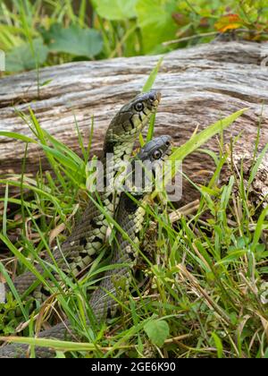 Zwei Grasschnakes Stockfoto