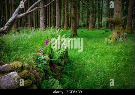 Ein einfarbig anwachsendes Strauß lila Fuchshandschuh-Wildblumen, das auf einem Waldboden in Irland zwischen den Stämmen von Kiefern wächst Stockfoto