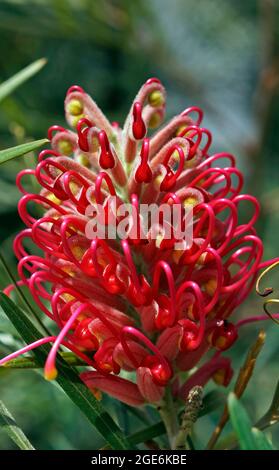 Rote seidige Eiche oder Zwergeichenblume (Grevillea banksii), Brasilien Stockfoto