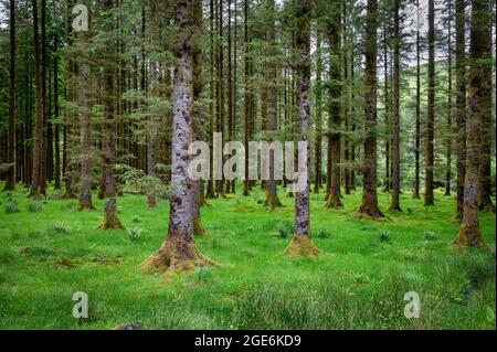 Die Stämme von Kiefern mit Gras auf dem Waldboden in Irland Stockfoto